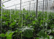 温室大棚湿度科学控制方法
