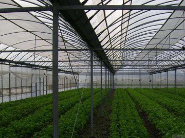 连栋薄膜温室