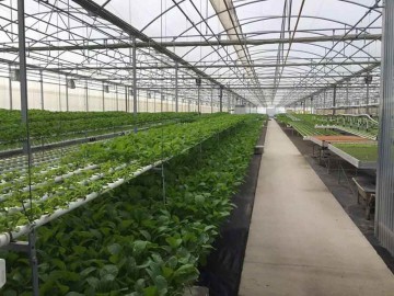 连栋薄膜温室