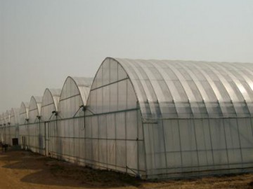连栋薄膜温室